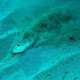 Illustration for article titled Japan's Mysterious Underwater Circles Are Lovely